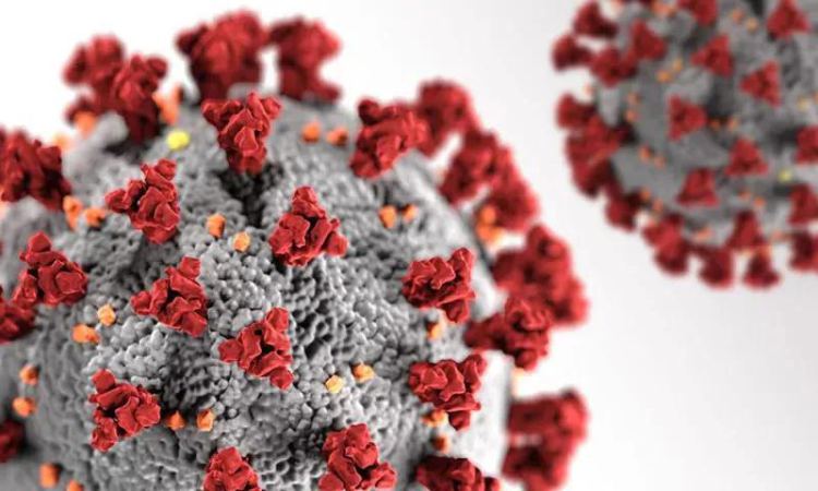 5 new cases of coronavirus in Samtskhe-Javakheti 5 new cases of coronavirus in Samtskhe-Javakheti