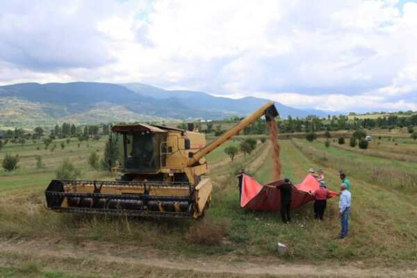 Ադիգենիի մունիցիպալիտետում ակտիվ փուլում են հացահատիկի բերքահավաքի աշխատանքները